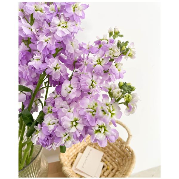 Light Purple Violet